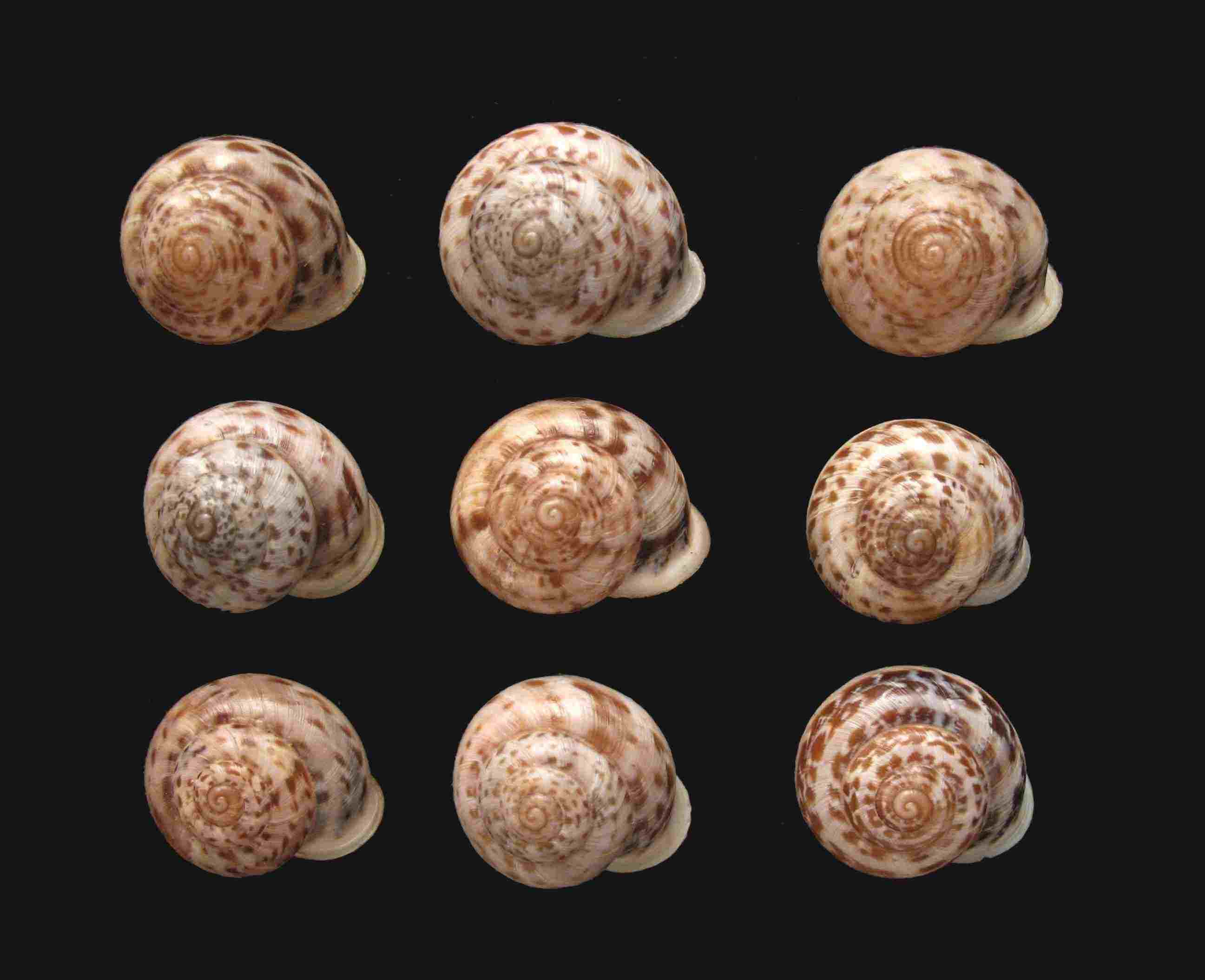 Marmorana (Murella) globularis (Phlippi, 1836)
